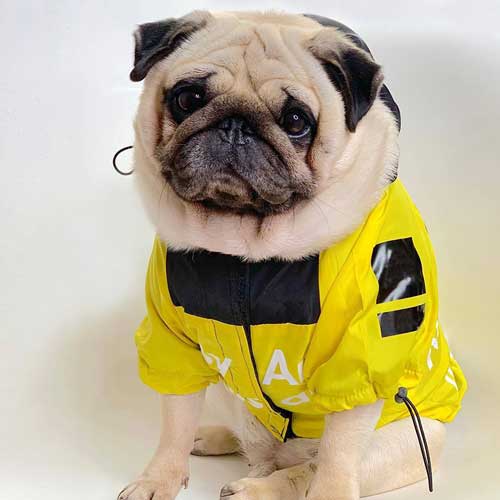 Dog Coat 5XL Puppy Yellow Clothes Pet Windbreaker Accessories Dog Raincoat for Large Dogs 06-1336-2 Dog Coat 5XL Puppy Yellow Clothes Pet Windbreaker Accessories Dog Raincoat for Large Dogs 06-1336