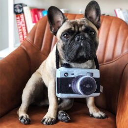 New Pet Products 2020 Pet Plush Toy Dog Camera Photo Props For Pet